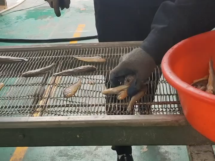 耦合、小黃魚(yú)、雞柳上漿裹粉機(jī)